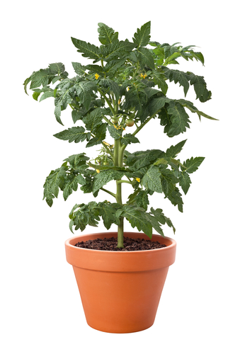 tomato plant in pot