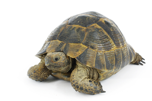 a tortoise