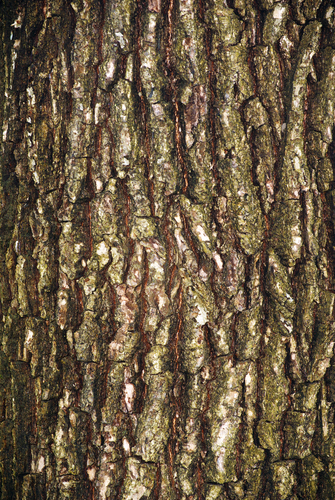 tree bark