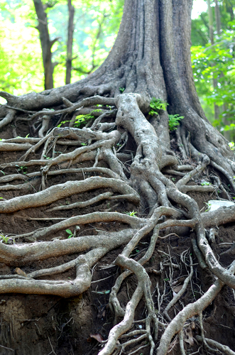 Tree roots