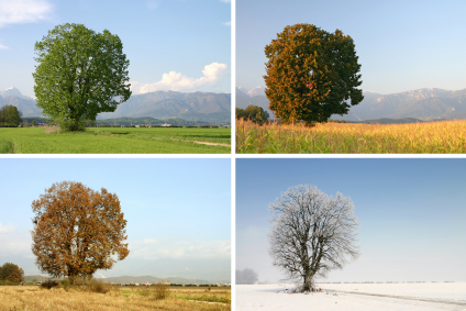 Tree through the seasons
