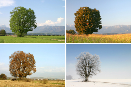 a tree in different seasons