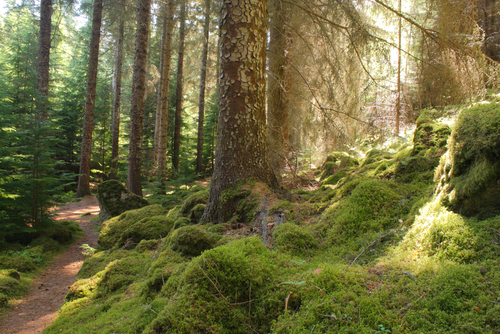 Analyse Meaning in the Poem 'The Way Through the Woods' Worksheet - EdPlace