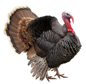 turkey