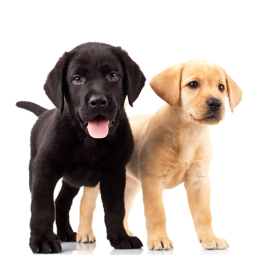 black puppy and cream puppy