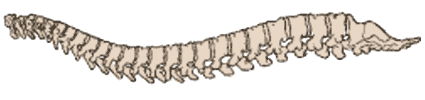 Vertebral column