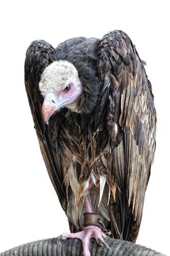 vulture