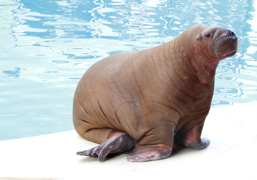 Walrus