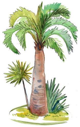 An illustration of a palm tree