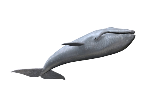 a whale