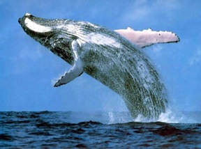 whale