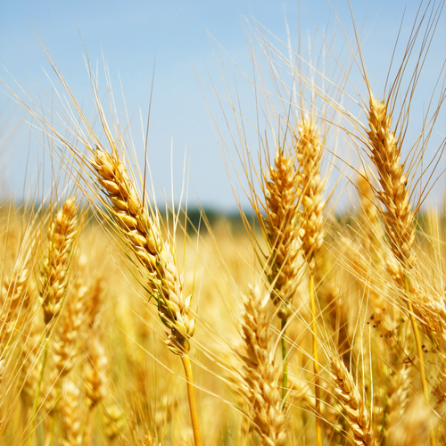 field of wheat