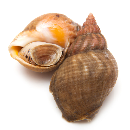 Whelk