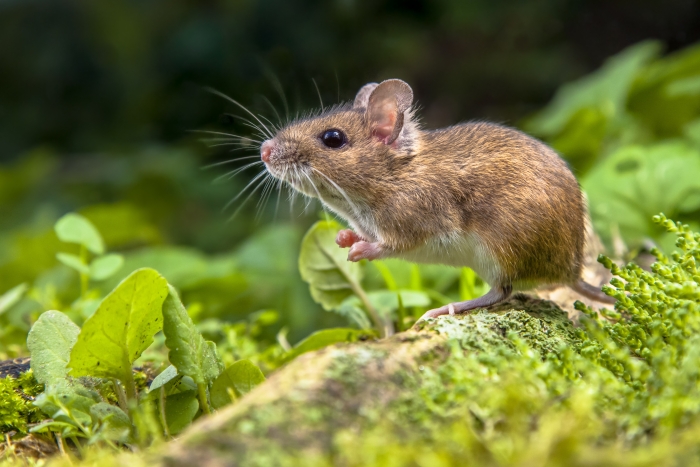 little woodland mouse in forest