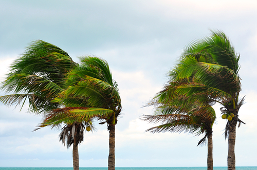 Trees blown by wind