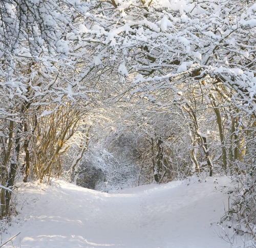 snowy scene