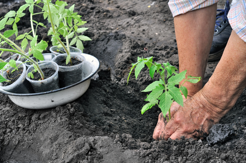 planting out tomatos