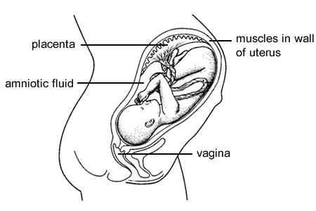 fetus in womb