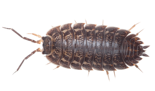 woodlouse