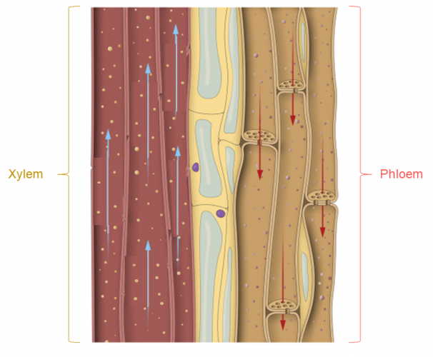 Xylem and phloem