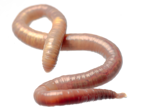 Worm