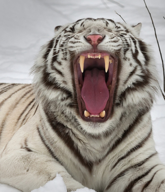 yawning tiger