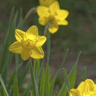 yellow daffodils in spring