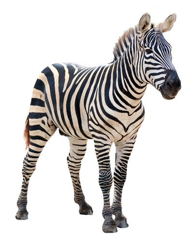 a zebra